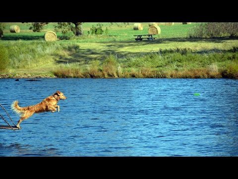 Goldie dock dives @ The Canebrake - Oct 11, 2015