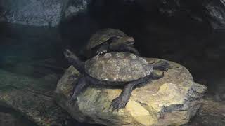 【上野動物園】絶滅危惧種ニホンイシガメ【Japan Ueno Zoo】Endangered species Japanese sea turtle