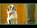 Teaching A One-Eyed Dog To Be Brave | Lucky Dog