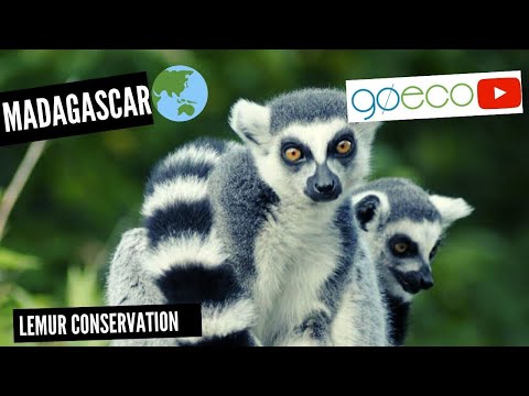 Lemur Conservation in Madagascar