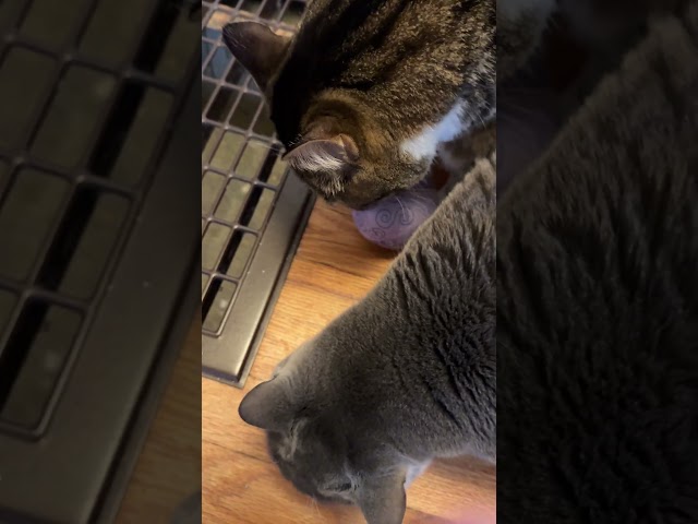 Judge.me YouTube video placeholder