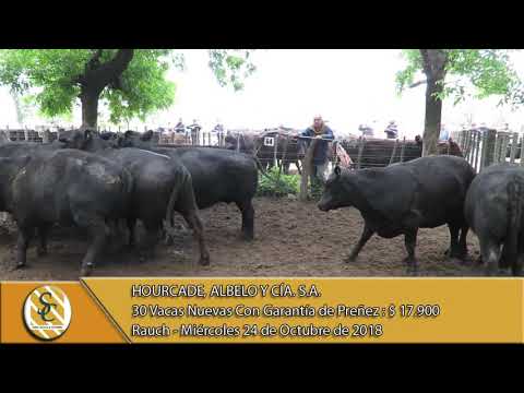 24-10-18 Venta de Vientres - Hourcade, Albelo y Cía. S.A. - Rauch