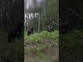 Meeting a bear in the forest
