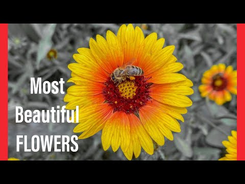 55 Schönste Wild- und Gartenblumen der Welt