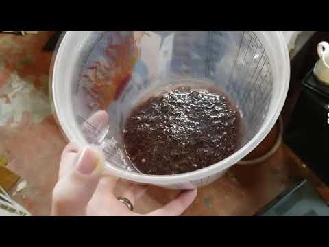 Culturing blackworms - Live fish foods