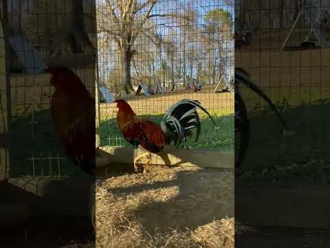 Slick lizard 4 Webber sweater