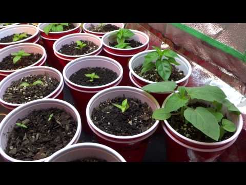2017 Super Hot Peppers Growing Season - Ep. 02 - Feeding Time