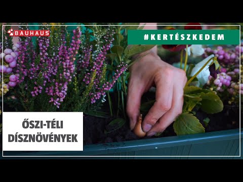 Ősszel és télen díszítő növények a balkonon | #KERTÉSZKEDEM