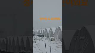 Download lagu 눈이와요 #성주참외 #농장생활 #성주군 귀농귀촌연합회  #눈 mp3