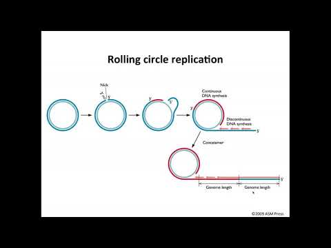 06 W7  S5  Big DNA viruses 17 27