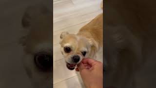【チワワ】ぼくの歯磨きガムを離せぇぇぇぇぇ #Shorts