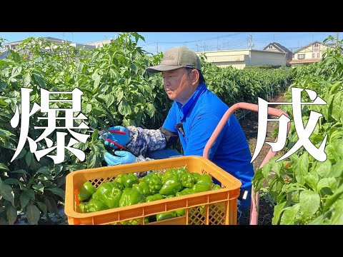 ピーマンをいつポットに播種し、どのようにすれば良い収穫が得られるでしょうか？  庭園