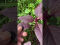 Amaranth Für Die Ernte Anbauen Garten Gartenarbeit Heimwerken