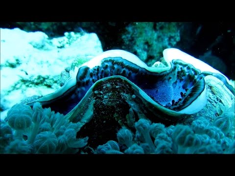 ARD Steffens entdeckt  Australien Eldorado der Natur - 2015 Doku Deutsch  HD