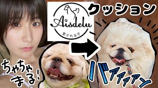 愛犬クッション作ってみた【Aisdelu】ペキニーズ×マルチーズ