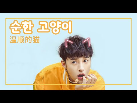 여름에 어울리는 신나는 노래 [温顺的猫/순한 고양이] XNINE 우자청 伍嘉成 Wu Jiacheng (중국노래 번역/가사/병음)