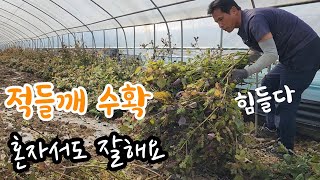 적들깨 수확 진짜 고소한 들기름