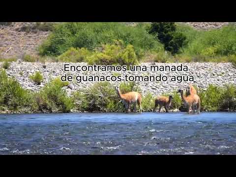 Encuentro con una manada de Guanacos