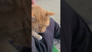 野良猫との戯れ88 #野良猫