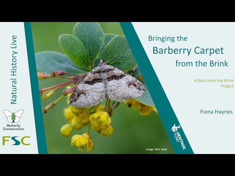Bringing the Barberry Carpet Back from the Brink