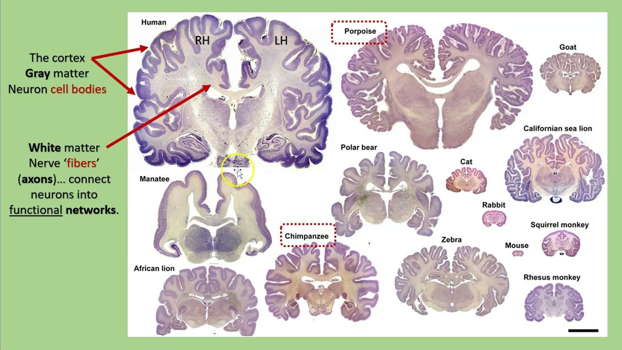 Why do we have to go to school?