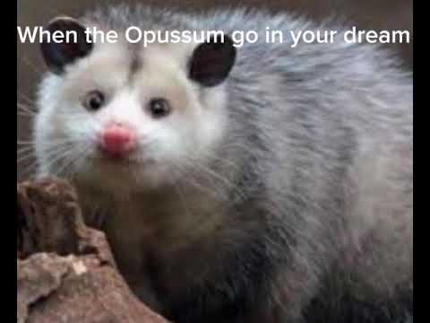 When the Opussum go in your dream
