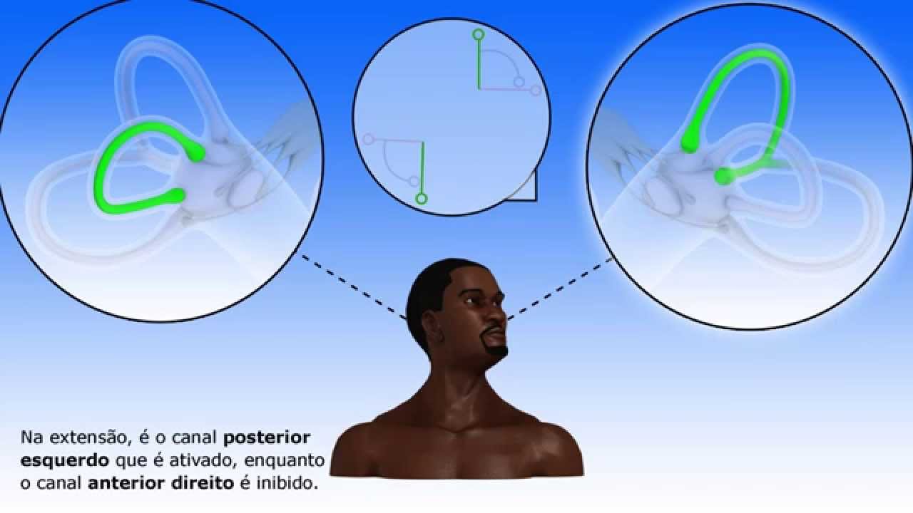 Propriocepção vestibular