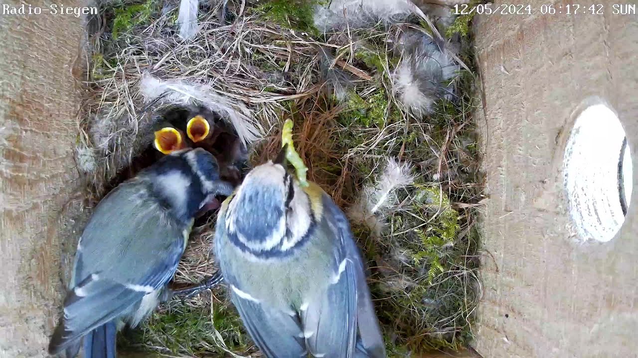 Leider schon 2 tote Küken bei Radio Siegen | 12.05.2024