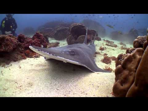 Diving Flinders Reef, Moreton Island - Showreel