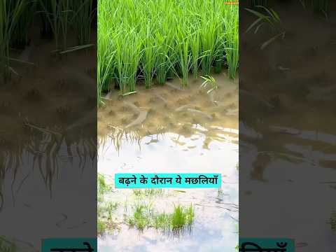 Ek Hi Khet Se Dhan Aur Machhli! Ye Smart Farming Dekhkar Hairan Reh Jaoge 😱🌾🐟