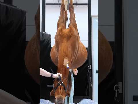 لماذا يرفعون الستارة السوداء في سباقات الخيل؟