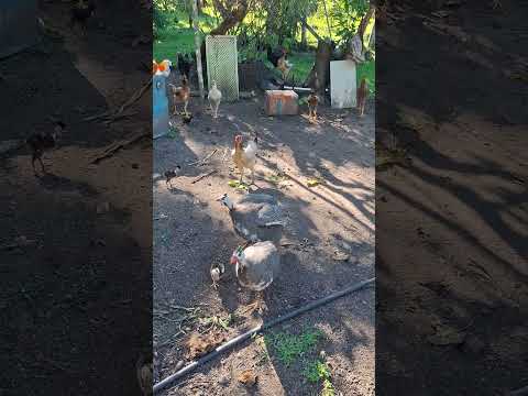 #vidanaroça sítio Cantinho do Céu Buerarema sul da Bahia
