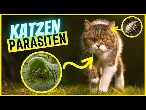Die 7 häufigsten Parasiten bei Katzen | Erkennen, Behandeln, Vorbeugen