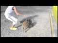 Baby Monkey : Official video (Riding on a pig ...