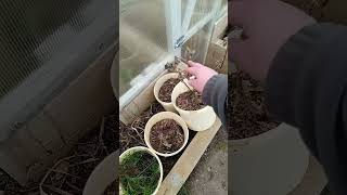 Mon quotidien simple à la campagne #campagne #jardin #vlog #maman