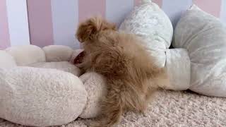 ハーフ犬の動画01