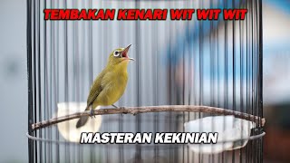 Download lagu PANCINGAN PLECI NEMBAK KENARI WIT WIT WIT, COCOK UNTUK MASTERAN CEPAT GACOR mp3 Download lagu PANCINGAN PLECI NEMBAK KENARI WIT WIT WIT, COCOK UNTUK MASTERAN CEPAT GACOR mp3