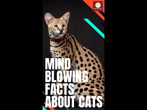 Mind Blowing Facts About Cats 😹 Facts About Cat Coat Patterns 🐾 | Pets Info Plus