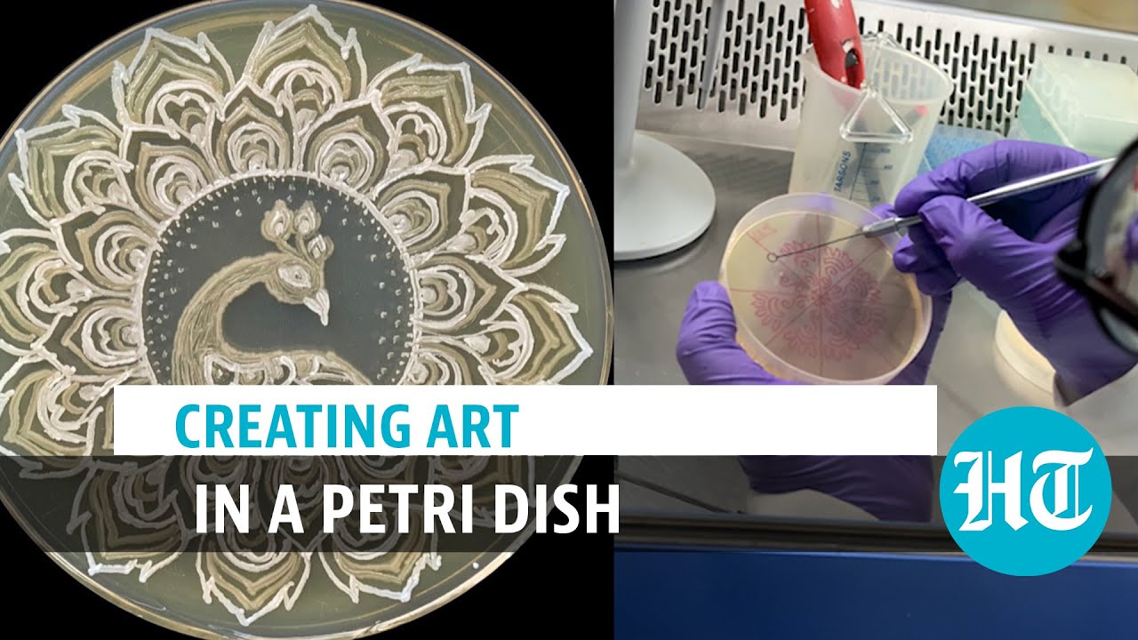 Award-winning art in a petri dish