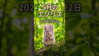 5月のエゾリス #エゾリス #野生動物 #道東  #squirrel #hokkaido #shorts