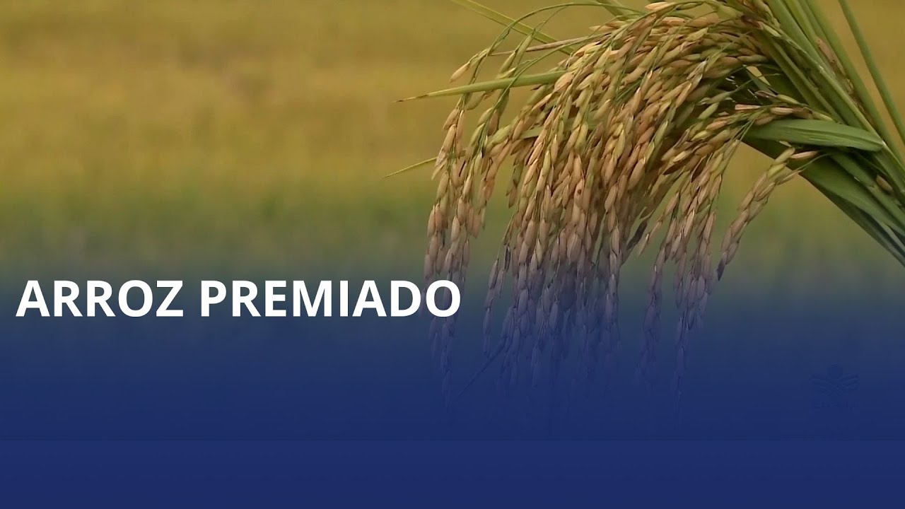 Variedade de arroz desenvolvida em SC suporta temperaturas extremas