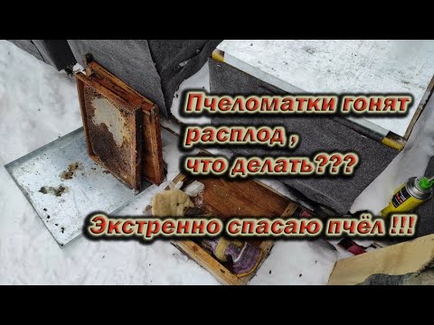 Пчеловодство.Пчеломатки гонят расплод зимой .Экстренно добавляю медовые рамки с медом в разрез клуба