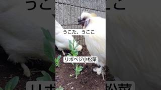 リボベジで育てた小松菜を食べまくる烏骨鶏さん🐔2026年5月13日 #室内鶏 #動物 #癒し