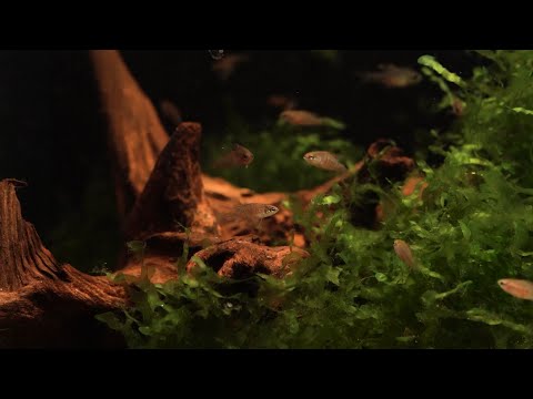 Scharlachroter Zwergblaubarsch - Dario Dario