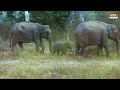 Tamilnadu Tourism The Fascinating Wildlife Of Tamilnadu