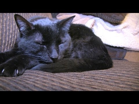 How to train your Kitty Cat - 2014