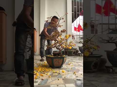 Cách chăm sóc cây mai vàng miền Bắc sau Tết (công việc đầu tiên quan trọng)
