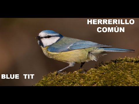 HERRERILLO COMÚN | BLUE TIT | Parus caeruleus