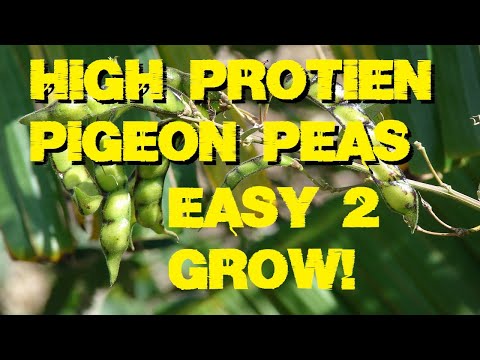 , title : 'How to Grow the Hardy Pigeon Pea Tree'