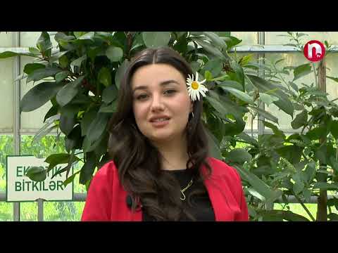 Bildiklərimiz və bilmədiklərimiz